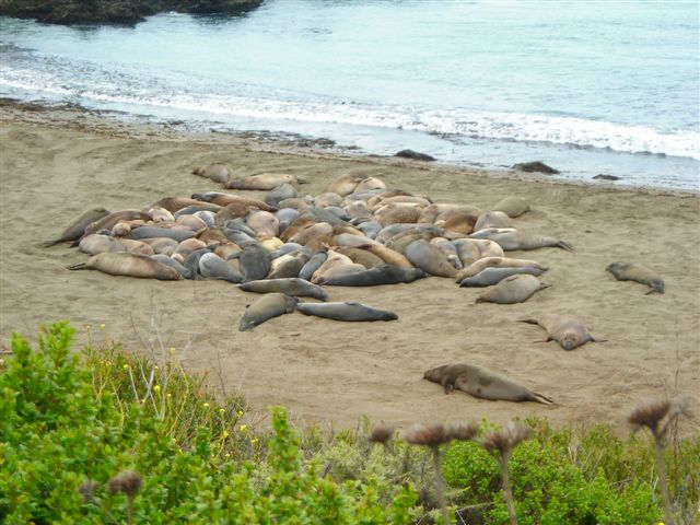 Sun Bathing Elephant Seals.JPG